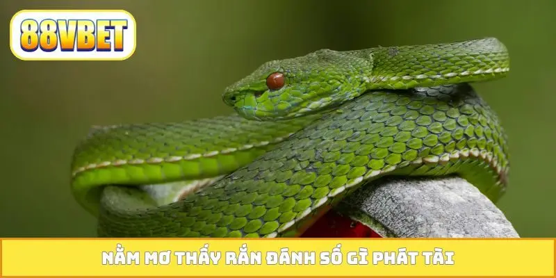 Nằm mơ thấy rắn đánh số gì phát tài?